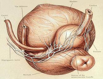 Prostate nerve bundle
