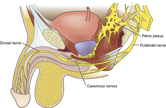 Cavernosal nerves around the penis and prostate