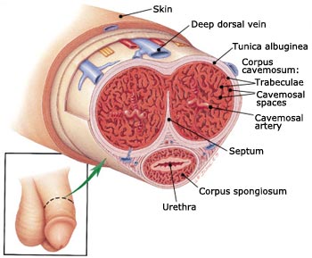 Penis diagram arteries